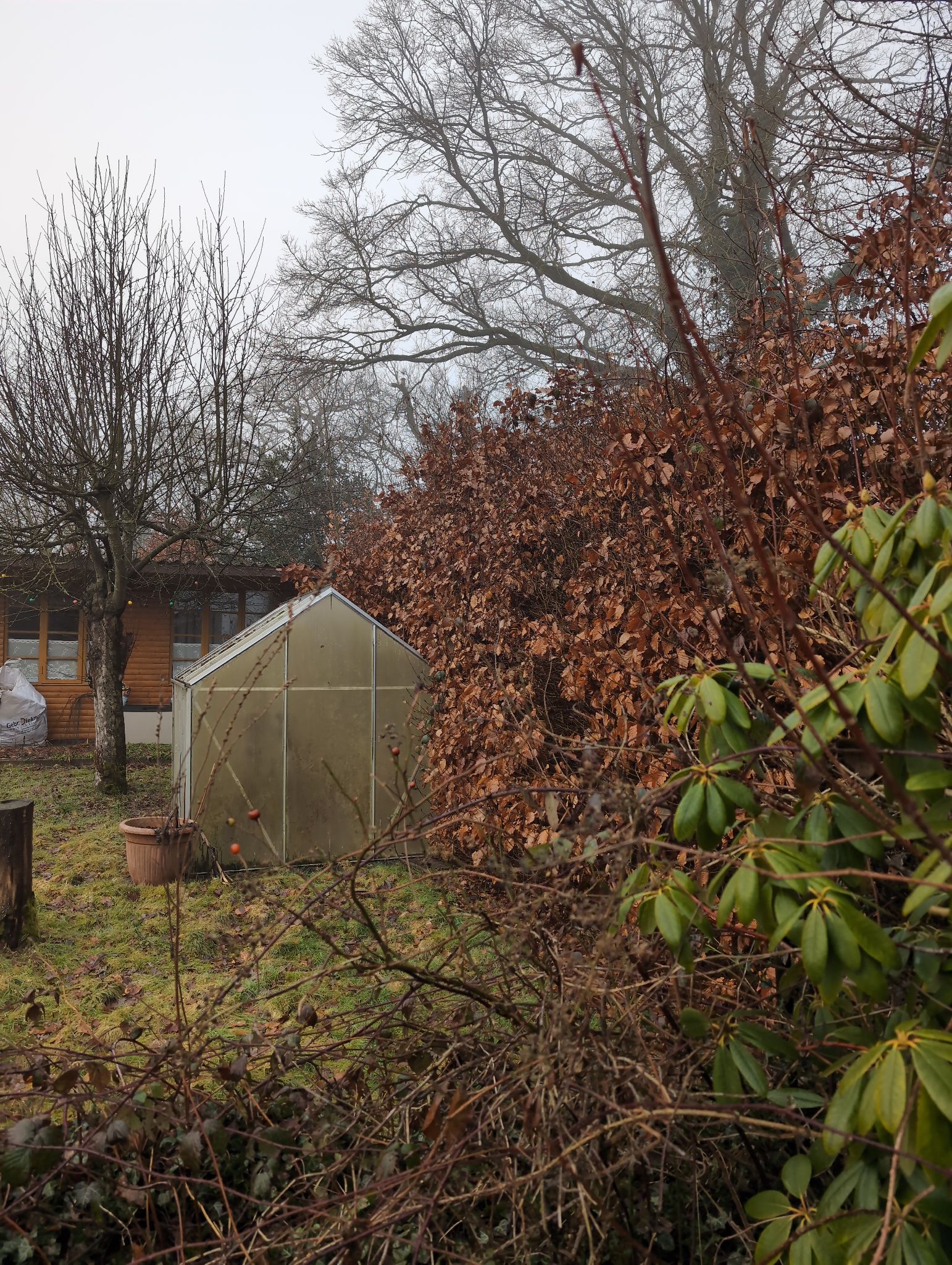 Heckenrückschnitt – Vom Wildwuchs zur klaren Linie